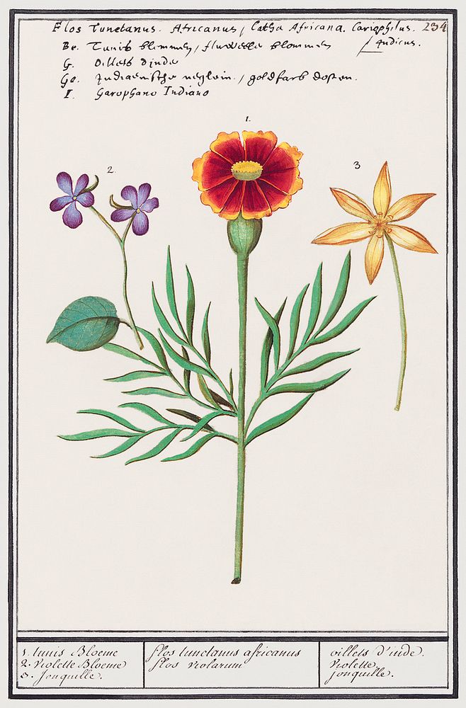 Tagetes, violet, Viola and daffodil, Narcissus (1596&ndash;1610) by Anselmus Bo&euml;tius de Boodt. Original from the…