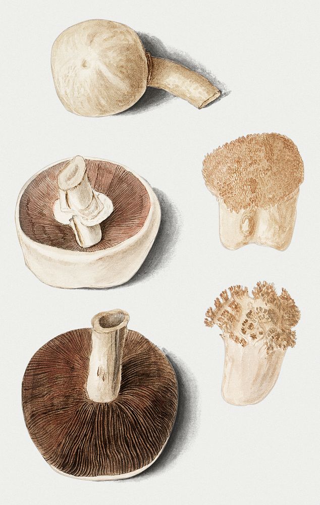 Vintage mushroom variety illustration