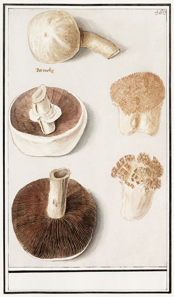 Common meadow mushroom, Agaricus campestris (1596&ndash;1610) by Anselmus Bo&euml;tius de Boodt. Original from the…