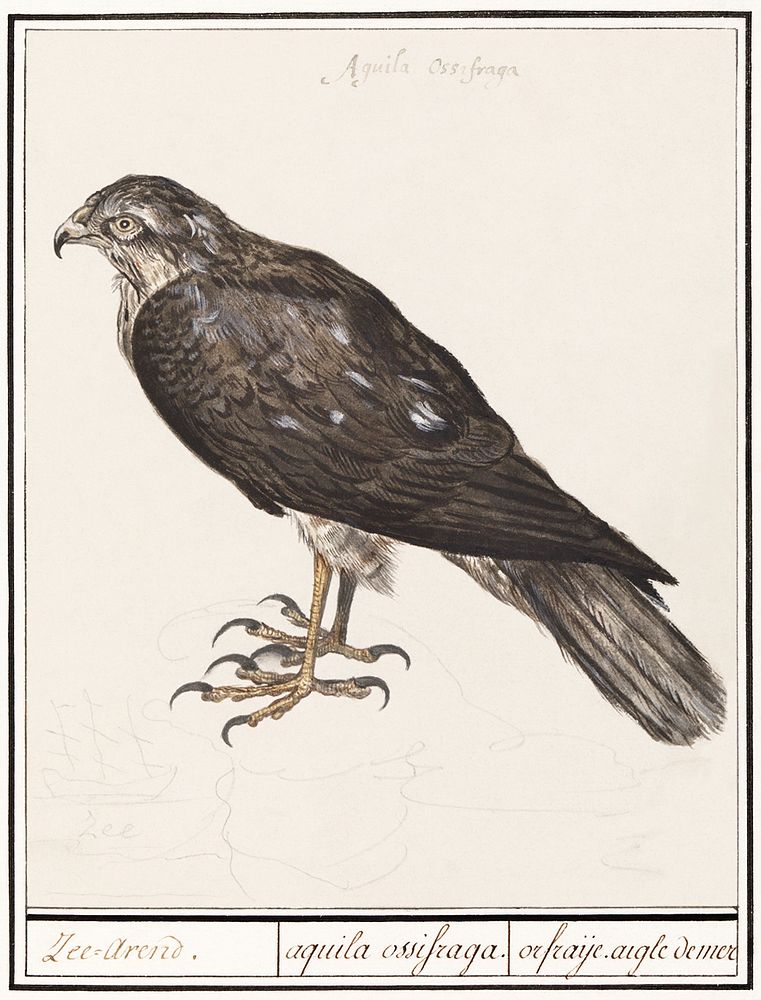 Eurasian Sparrowhawk (1596&ndash;1610) by Anselmus Bo&euml;tius de Boodt. Original from the Rijksmuseum. Digitally enhanced…
