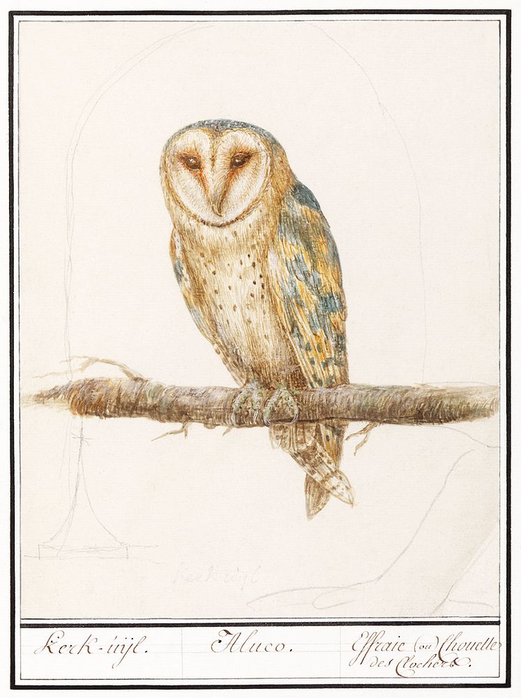 Barn Owl, Tyto alba (1596&ndash;1610) by Anselmus Bo&euml;tius de Boodt. Original from the Rijksmuseum. Digitally enhanced…