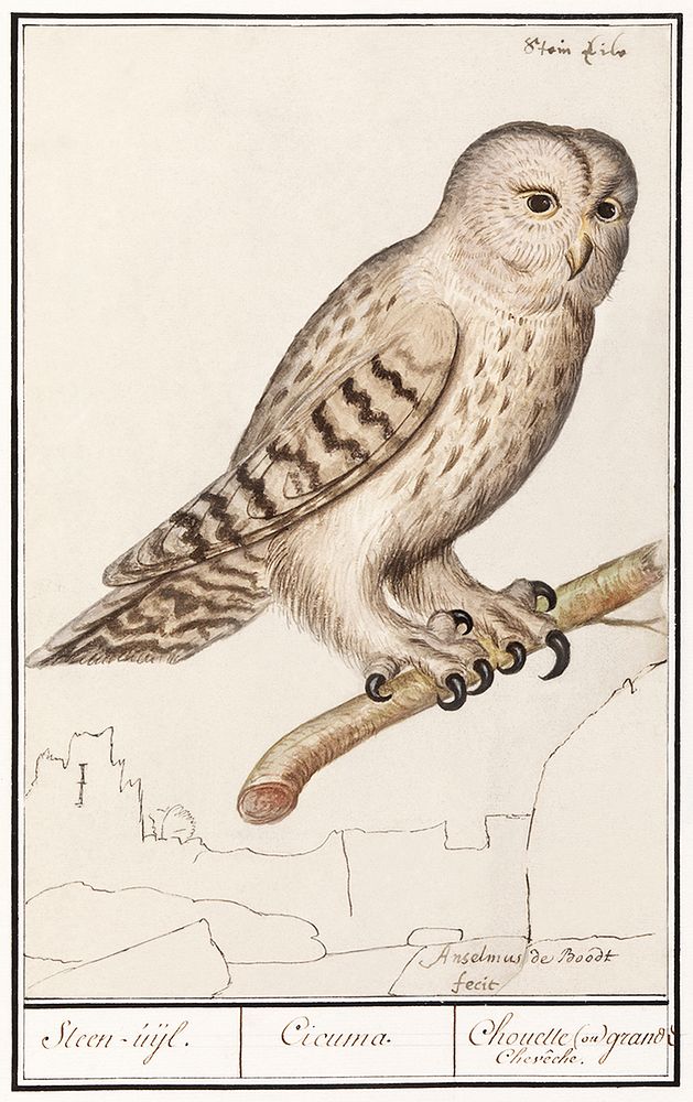 Tawny owl (1596&ndash;1610) by Anselmus Bo&euml;tius de Boodt. Original from the Rijksmuseum. Digitally enhanced by rawpixel.