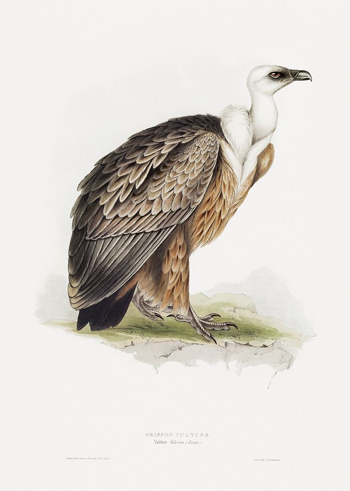 Griffon Vulture (1850) print in high resolution by John Gould. The Detroit Institute of Arts. Digitally enhanced by rawpixel.