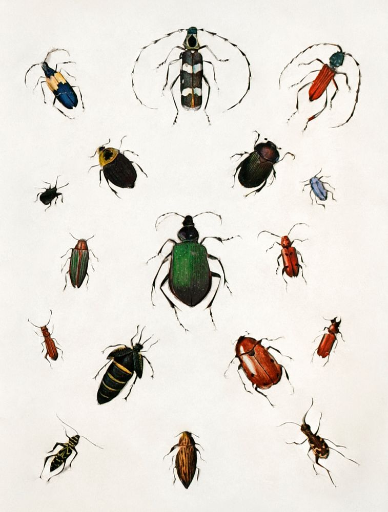 Colored beetles, landscape, study folder for book Concealing Coloration in the Animal Kingdom various media and collage…