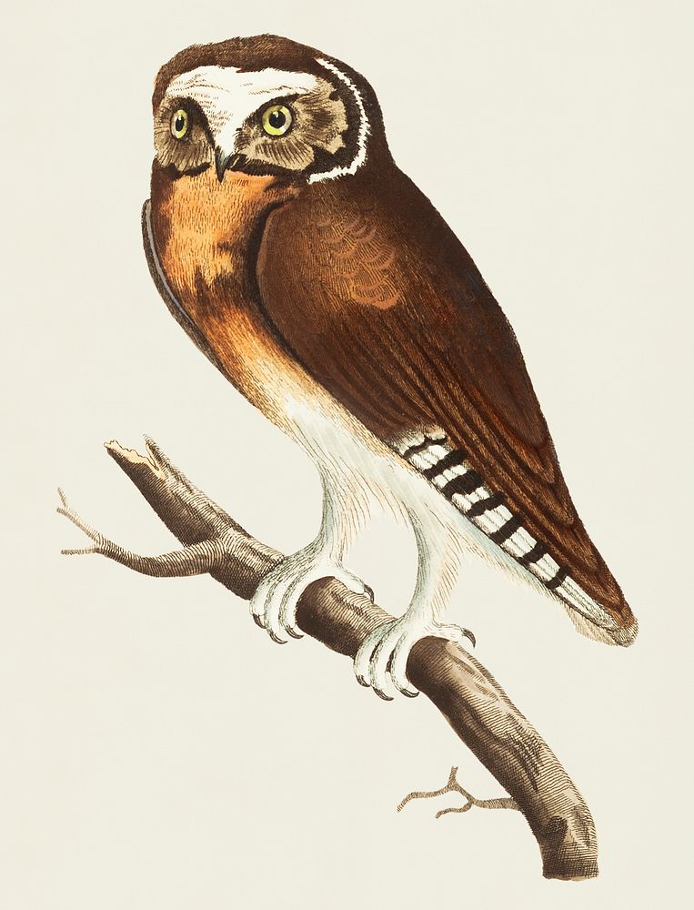White-fronted Owl illustration from The Naturalist's Miscellany (1789-1813) by George Shaw (1751-1813)