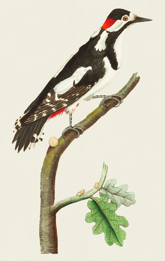 Greater spotted wood-pecker illustration from The Naturalist's Miscellany (1789-1813) by George Shaw (1751-1813)
