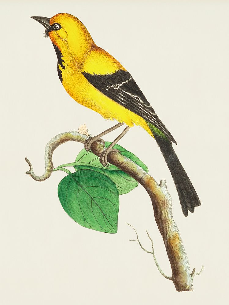 Lesser banana-bird illustration from The Naturalist's Miscellany (1789-1813) by George Shaw (1751-1813)