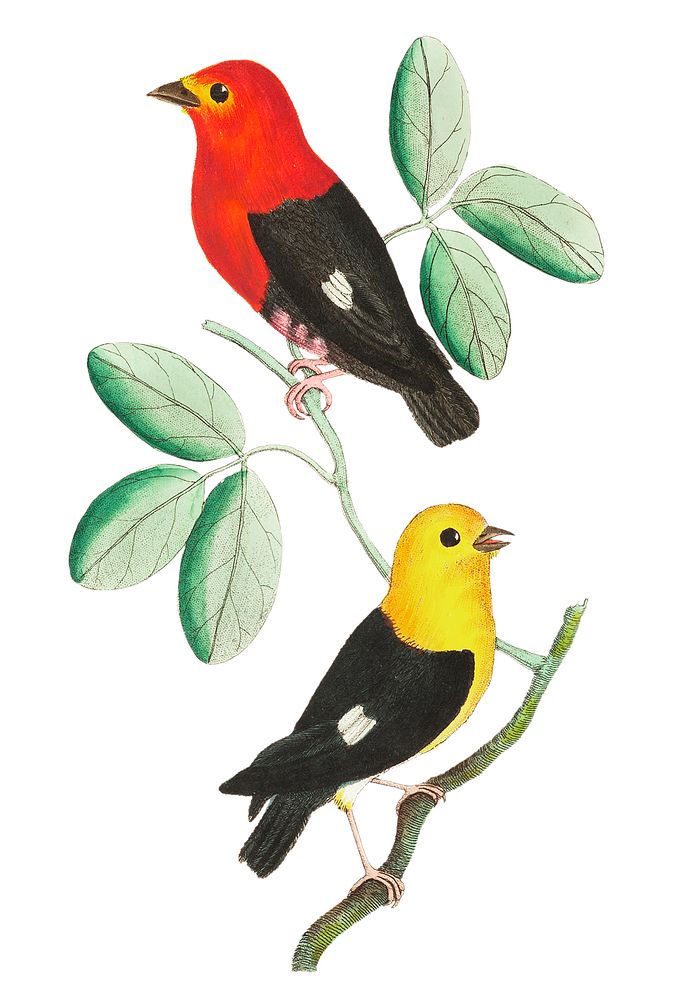 Red manakin and Black manakin illustration from The Naturalist's Miscellany (1789-1813) by George Shaw (1751-1813)