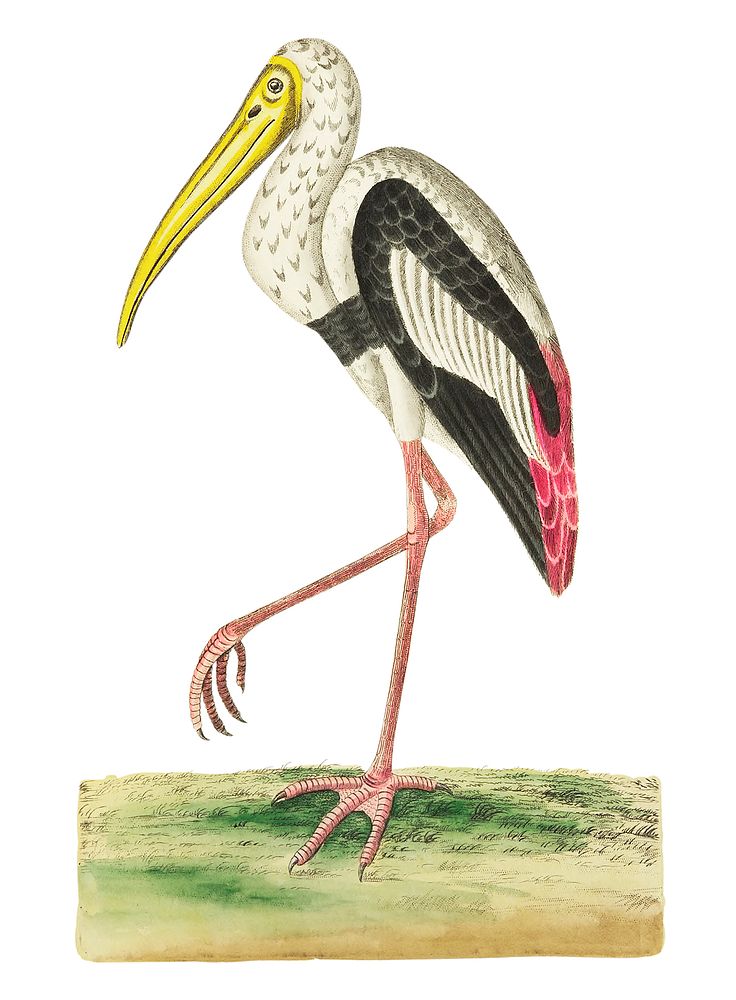 Gangetic ibis or White ibis illustration from The Naturalist's Miscellany (1789-1813) by George Shaw (1751-1813)