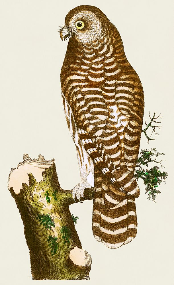 Clouded owl illustration from The Naturalist's Miscellany (1789-1813) by George Shaw (1751-1813)