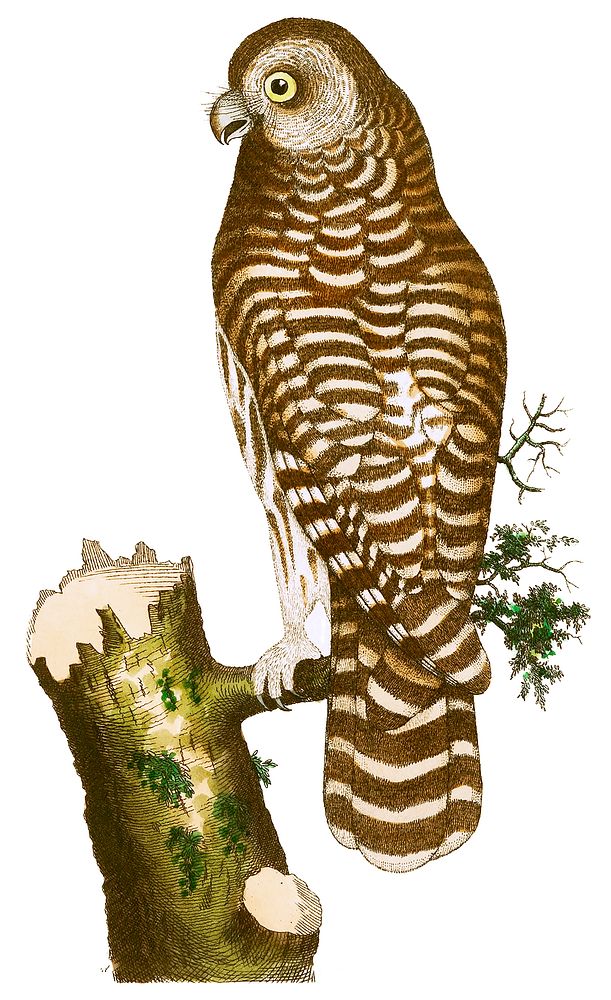 Clouded owl illustration from The Naturalist's Miscellany (1789-1813) by George Shaw (1751-1813)