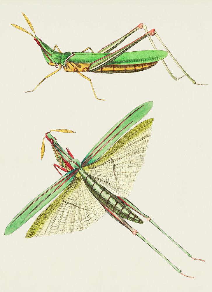 Vintage illustration of Long-fronted Locust or Green Locust