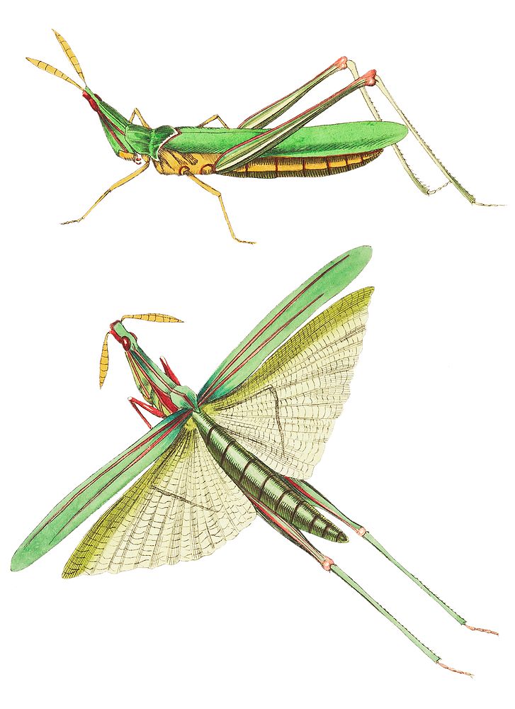 Long-fronted Locust or Green Locust illustration from The Naturalist's Miscellany (1789-1813) by George Shaw (1751-1813)