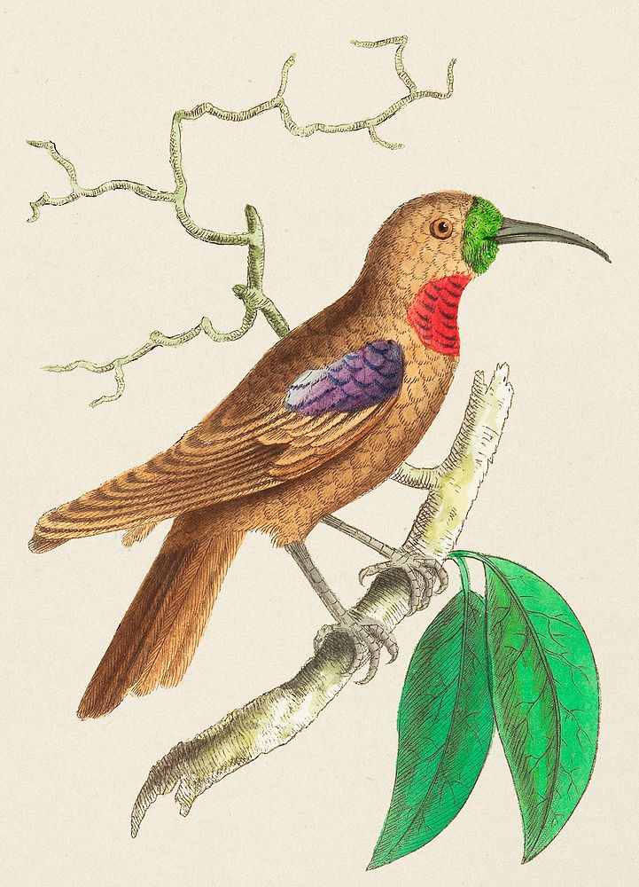 Purple-throated Creeper illustration from The Naturalist's Miscellany (1789-1813) by George Shaw (1751-1813)