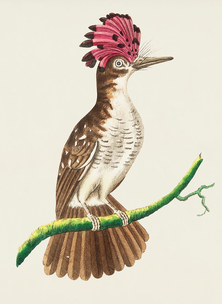 Vintage Illustration of Crested tody or Brown tody