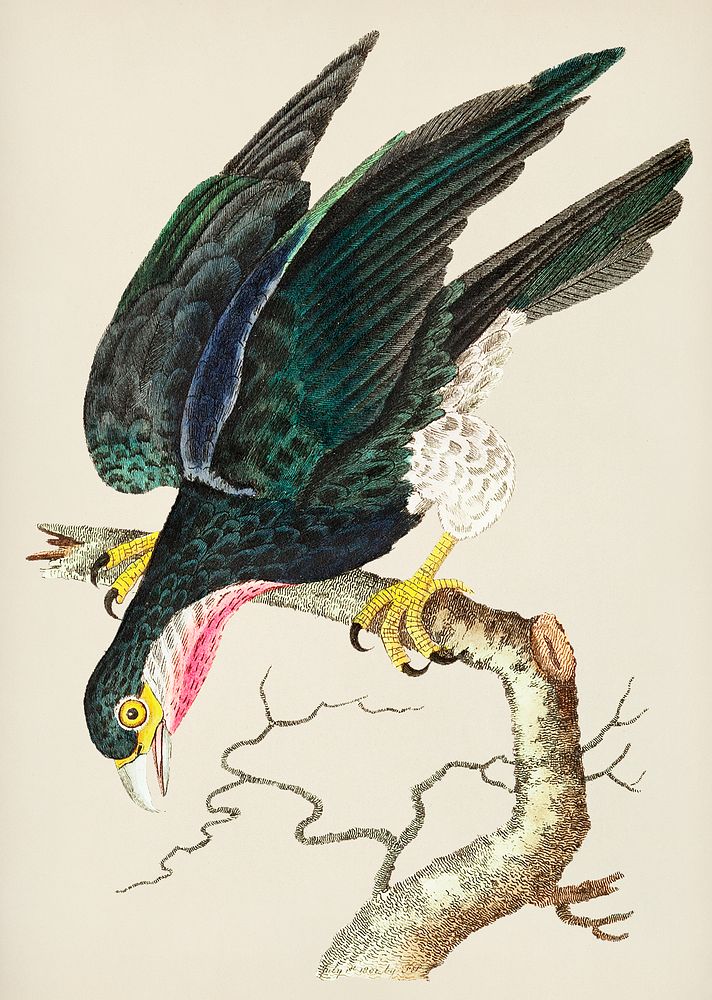 Vintage Illustration of Purple-throated falcon or Blue falcon