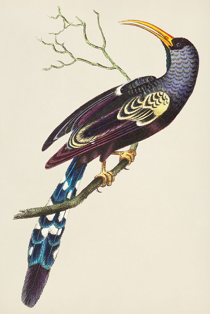 Vintage Illustration of Red-billed hoopoe or Violet-black hoopoe