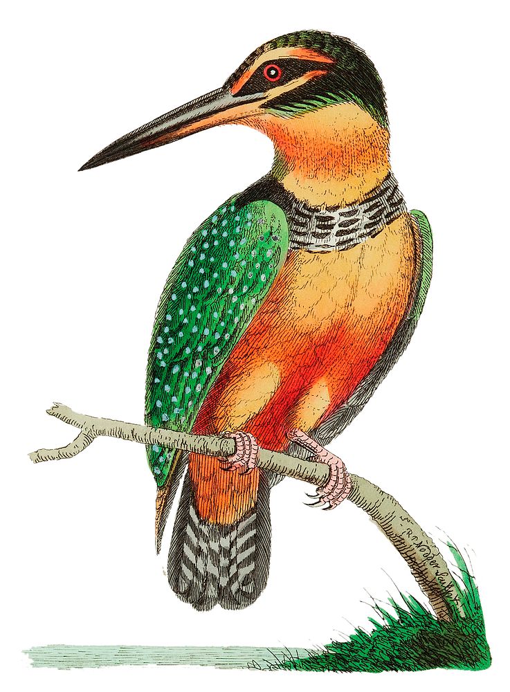 Spotted Kingfisher illustration from The Naturalist's Miscellany (1789-1813) by George Shaw (1751-1813)