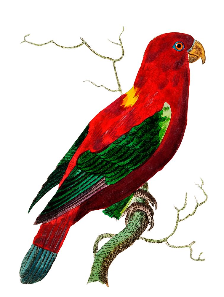 Ceram Lory or Scarlet Lory illustration from The Naturalist's Miscellany (1789-1813) by George Shaw (1751-1813)