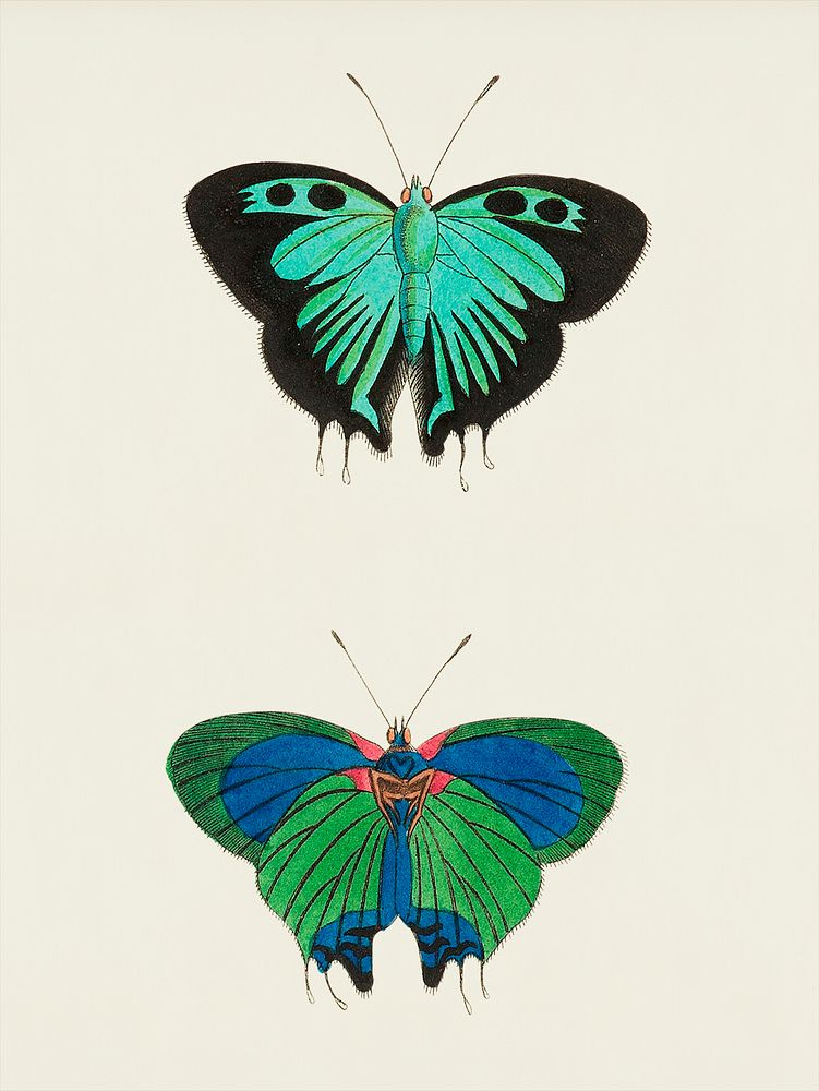 Atys or Black double-tailed Butterfly illustration from The Naturalist's Miscellany (1789-1813) by George Shaw (1751-1813)