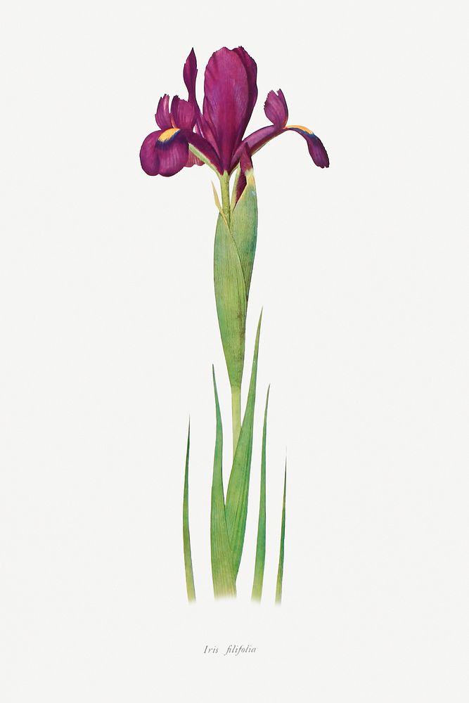 Iris Filifolia from The genus Iris by William Rickatson Dykes (1877-1925). Original from The Biodiversity Heritage Library.…