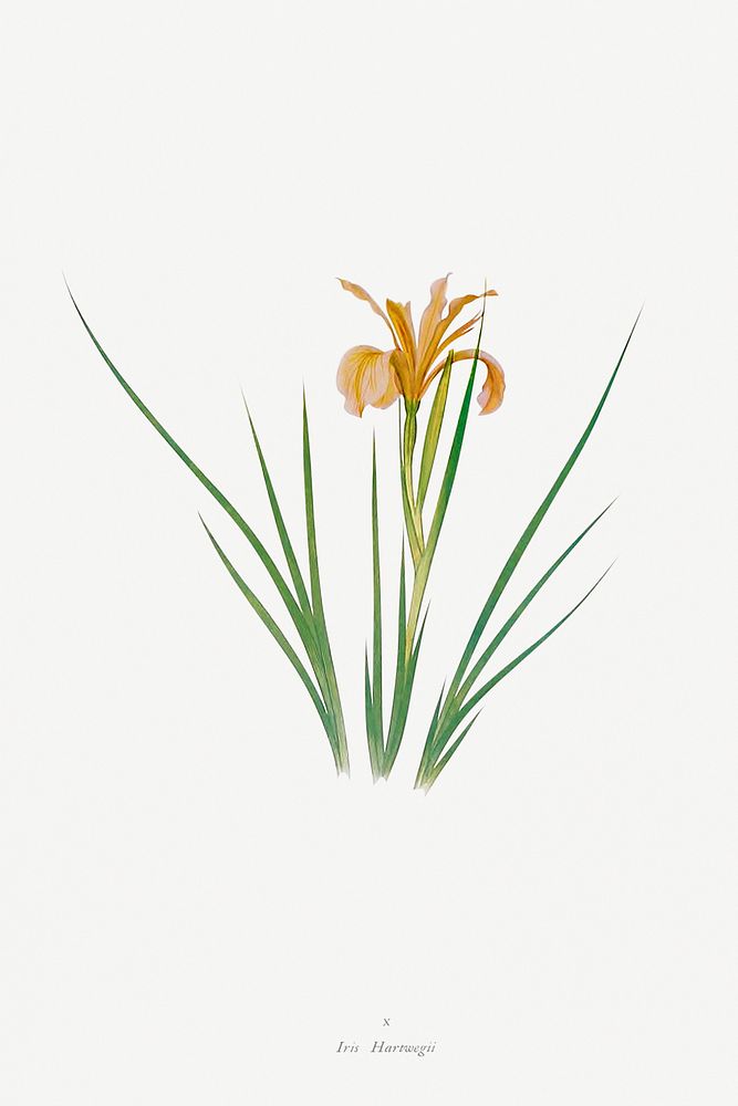 Iris Hartwegii from The Genus Iris (1913) by William Rickatson Dykes. Original from The Biodiversity Heritage Library.…