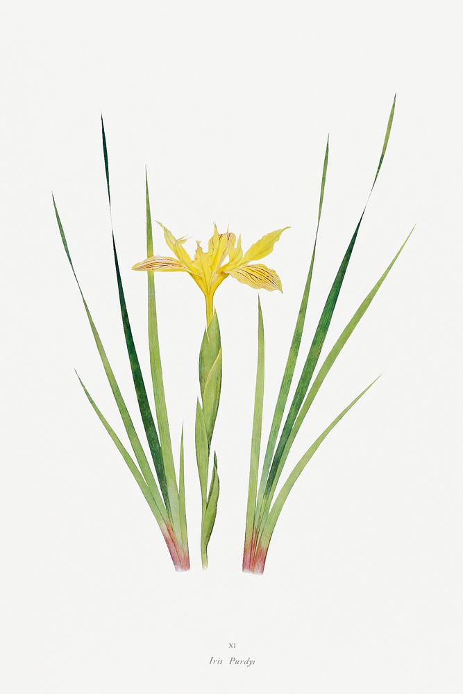 Iris Purdyi from The Genus Iris (1913) by William Rickatson Dykes (1877-1925). Original from The Biodiversity Heritage…