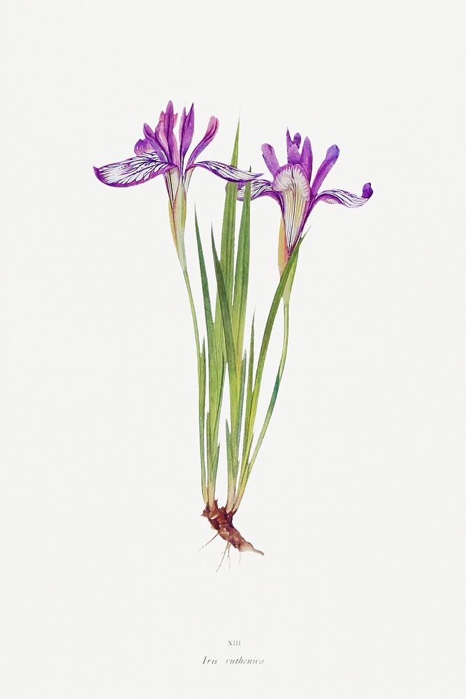 Iris Ruthenica from The Genus Iris (1913) by William Rickatson Dykes. Original from The Biodiversity Heritage Library.…