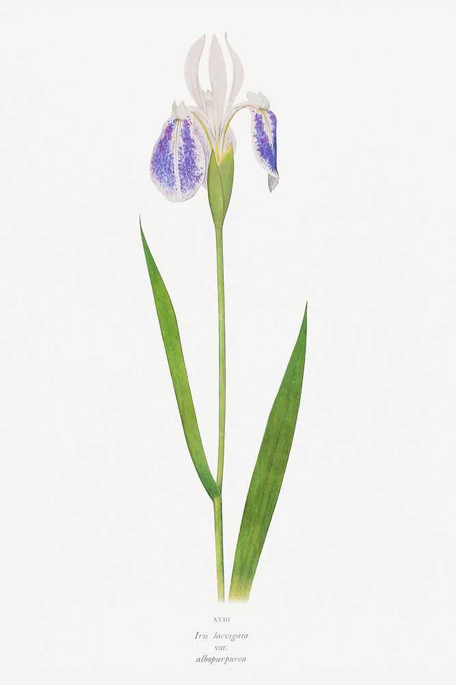 Iris Laevigata var. Albopurpurea from The genus Iris by William Rickatson Dykes (1877-1925). Original from The Biodiversity…