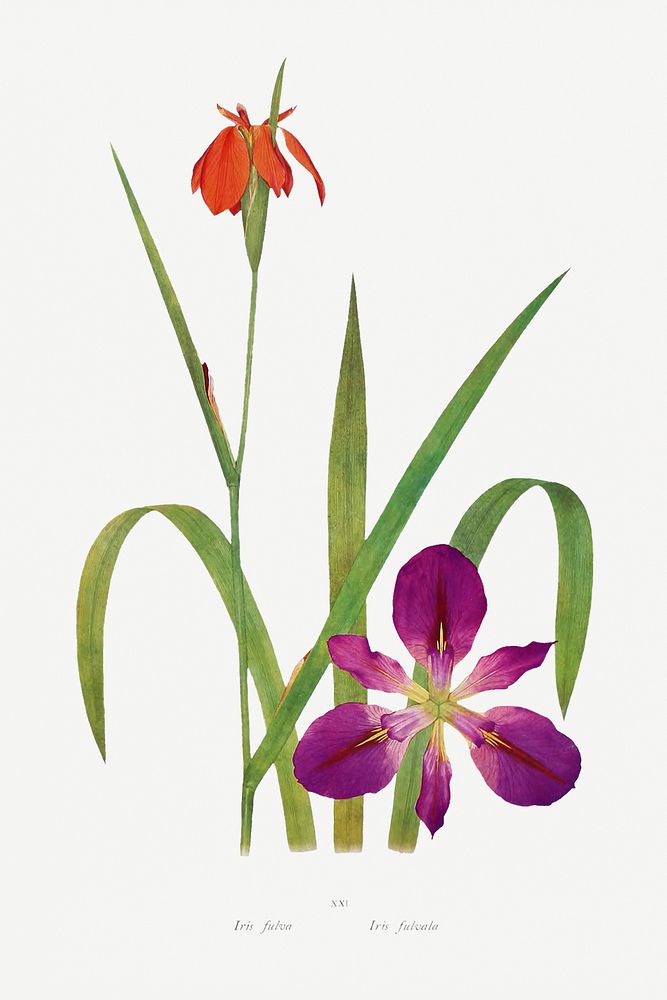 Iris Fulva and Iris Fulvala from The genus Iris by William Rickatson Dykes (1877-1925). Original from The Biodiversity…