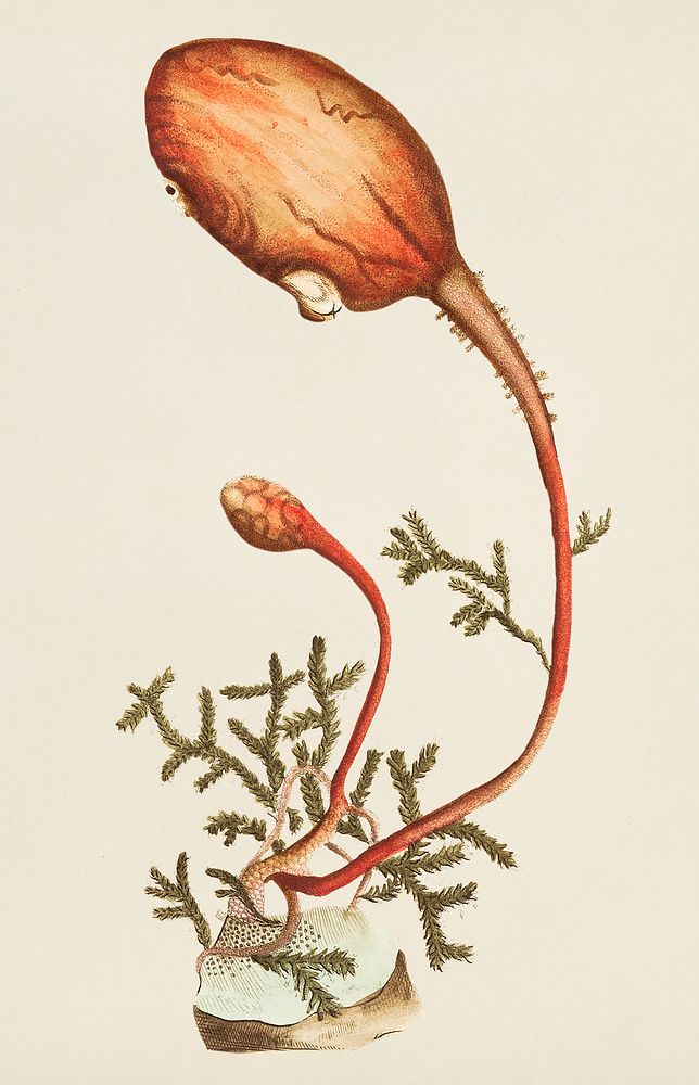 Vintage illustration of Clavate ascidia