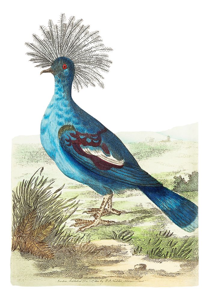 Crowned pigeon or Blue-grey pigeon illustration from The Naturalist's Miscellany (1789-1813) by George Shaw (1751-1813)