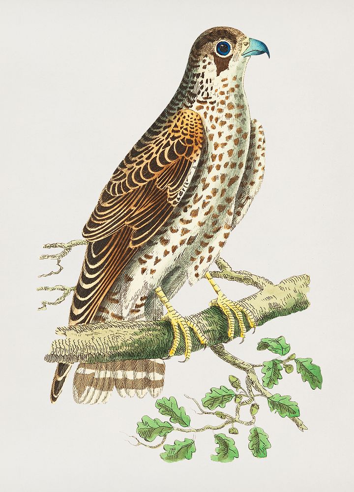 Vintage illustration of Falcon or Brown Falcon