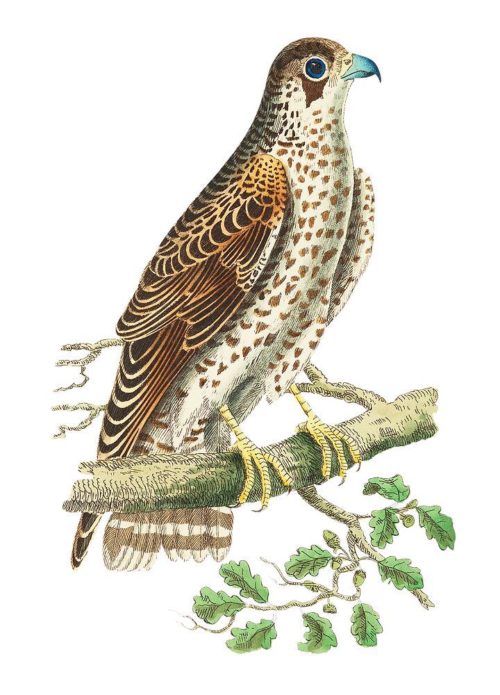 Falcon or Brown Falcon illustration from The Naturalist's Miscellany (1789-1813) by George Shaw (1751-1813)