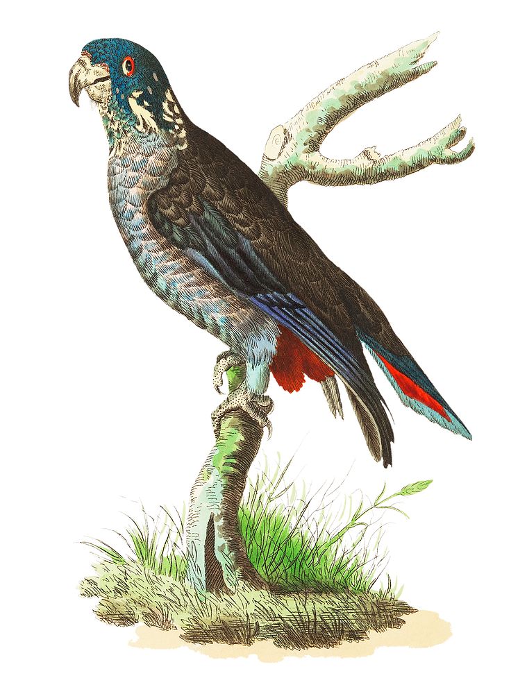 Dusky Parrot or Blackish Parrot illustration from The Naturalist's Miscellany (1789-1813) by George Shaw (1751-1813)