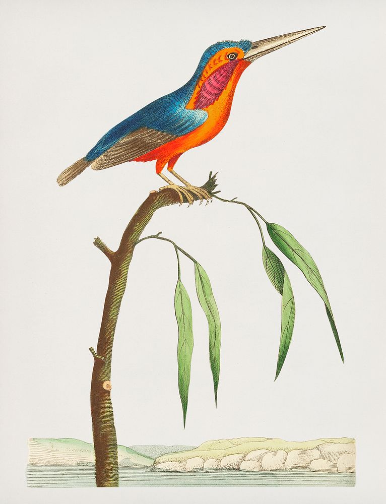 Minute Kingfisher illustration from The Naturalist's Miscellany (1789-1813) by George Shaw (1751-1813)