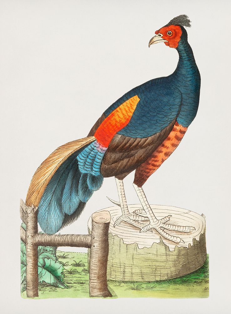 Fire-backed pheasant or Black pheasant illustration from The Naturalist's Miscellany (1789-1813) by George Shaw (1751-1813)