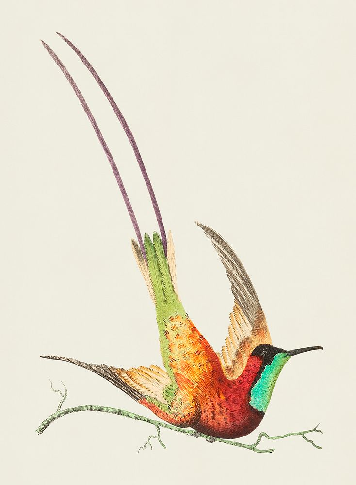 Topaz-throated hummingbird or Long-tailed red hummingbird illustration from The Naturalist's Miscellany (1789-1813) by…