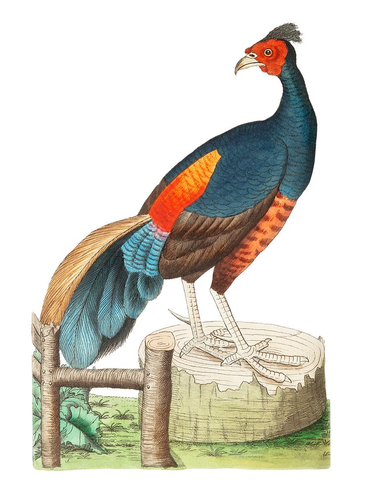 Fire-backed pheasant or Black pheasant illustration from The Naturalist's Miscellany (1789-1813) by George Shaw (1751-1813)