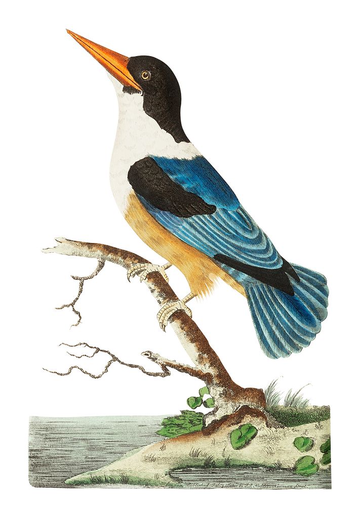 Black-capped kingfisher or Violet-blue kingfisher illustration from The Naturalist's Miscellany (1789-1813) by George Shaw…
