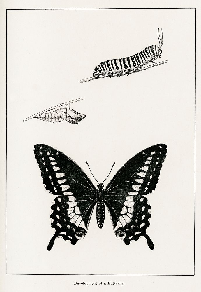 Development of a Butterfly.  Digitally enhanced from our own publication of Moths and butterflies of the United States…