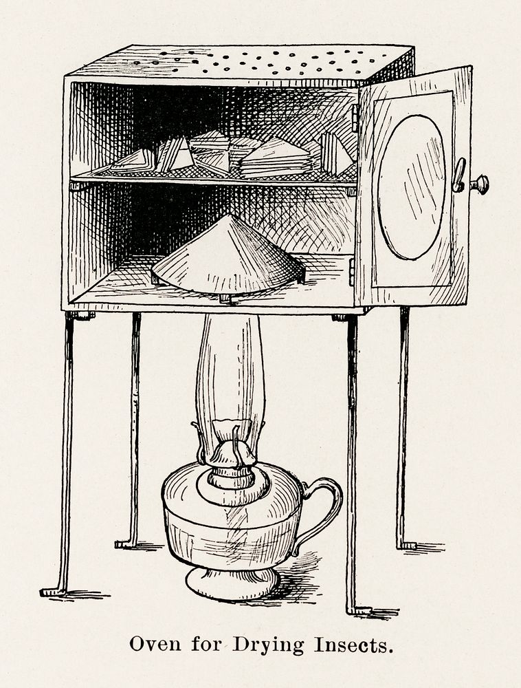 Oven for Drying Insects.  Digitally enhanced from our own publication of Moths and butterflies of the United States (1900)…