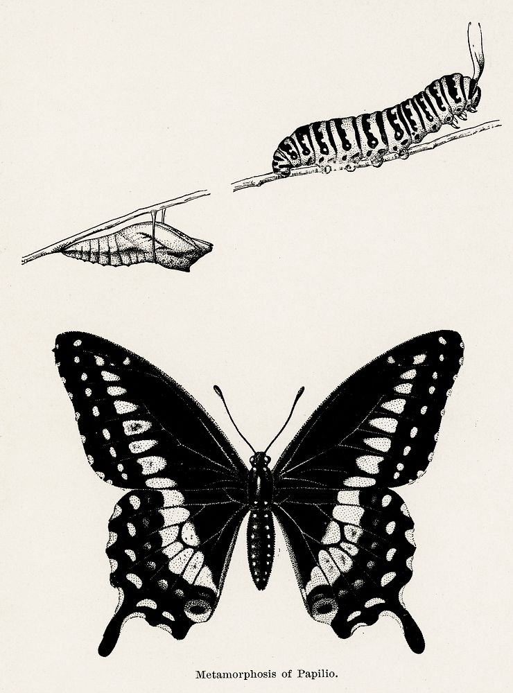 Metamorphosis of Papilio (Butterfly).  Digitally enhanced from our own publication of Moths and butterflies of the United…