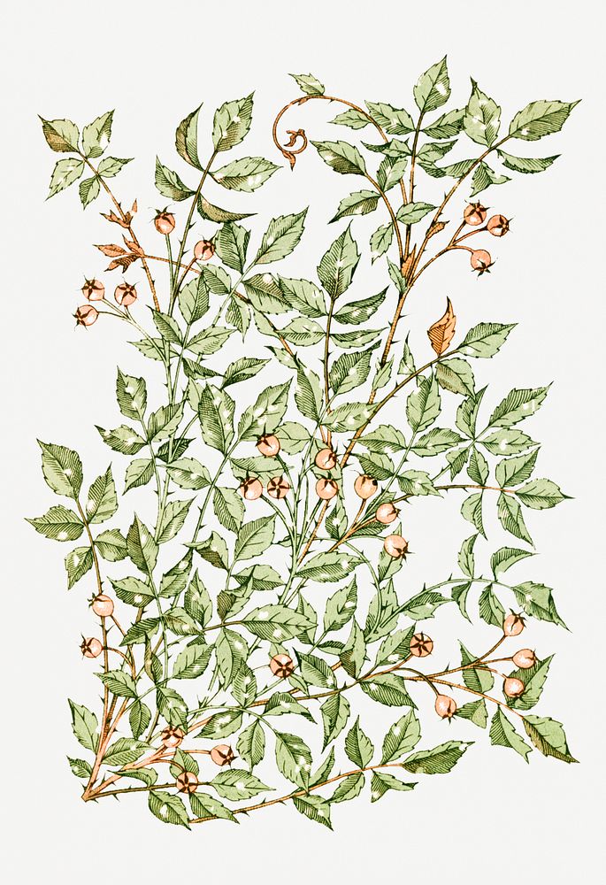 Festive leafy rose hip background illustration