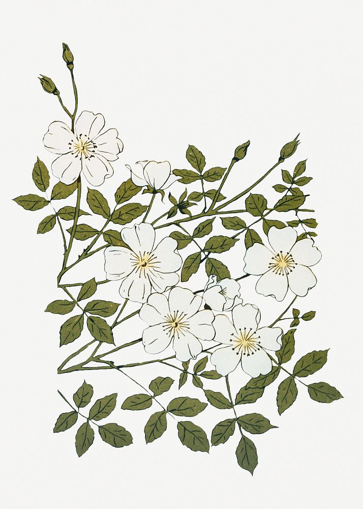 Musk rose wallpaper design illustration