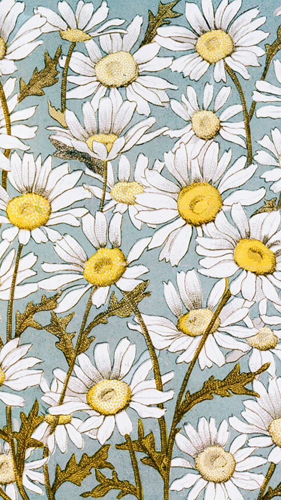 Daisy flower phone wallpaper. Remixed from public domain artwork by L. Prang & Co.