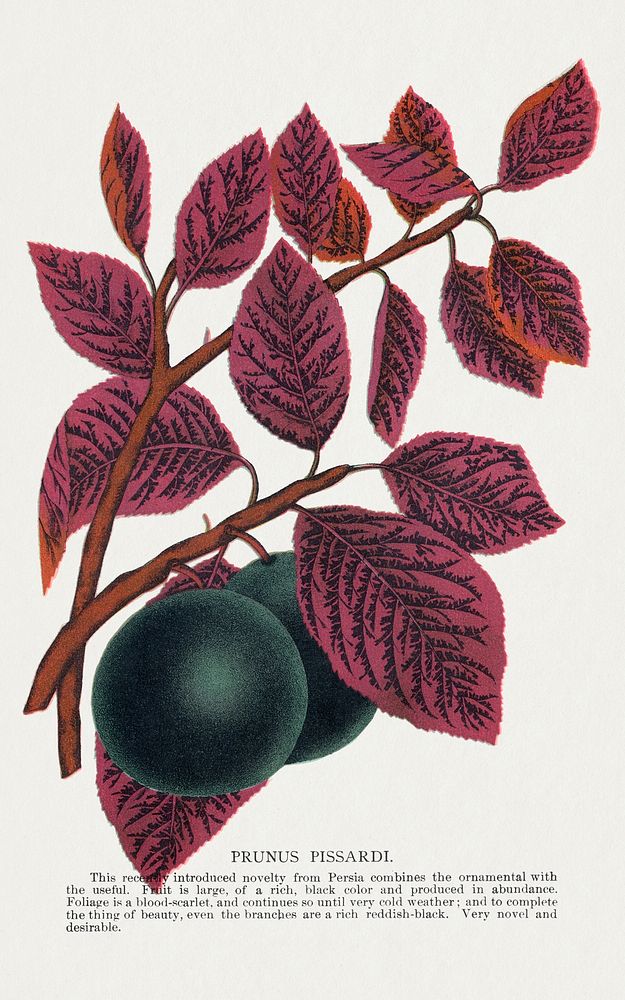 Prunus Pissardi tree lithograph.  Digitally enhanced from our own original 1900 edition plates of Botanical Specimen…