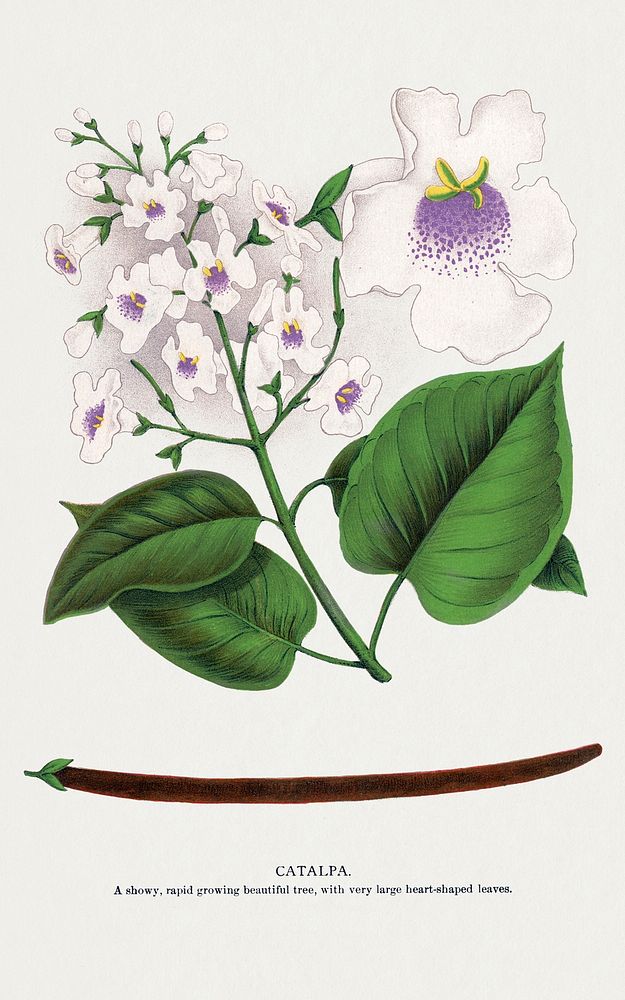 Catalpa flower lithograph.  Digitally enhanced from our own original 1900 edition plates of Botanical Specimen published by…