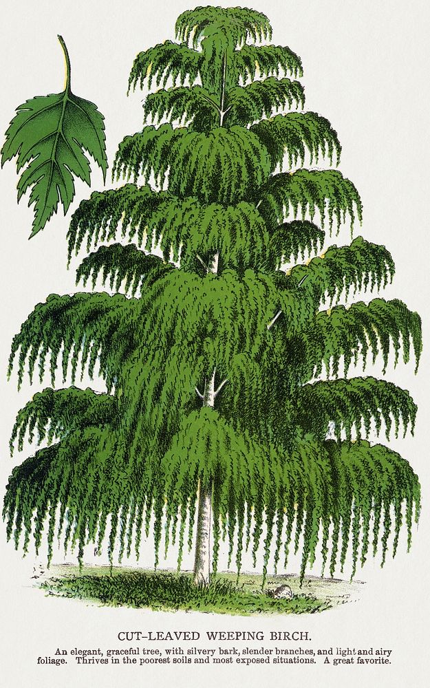 Weeping Birch tree lithograph.  Digitally enhanced from our own original 1900 edition plates of Botanical Specimen published…