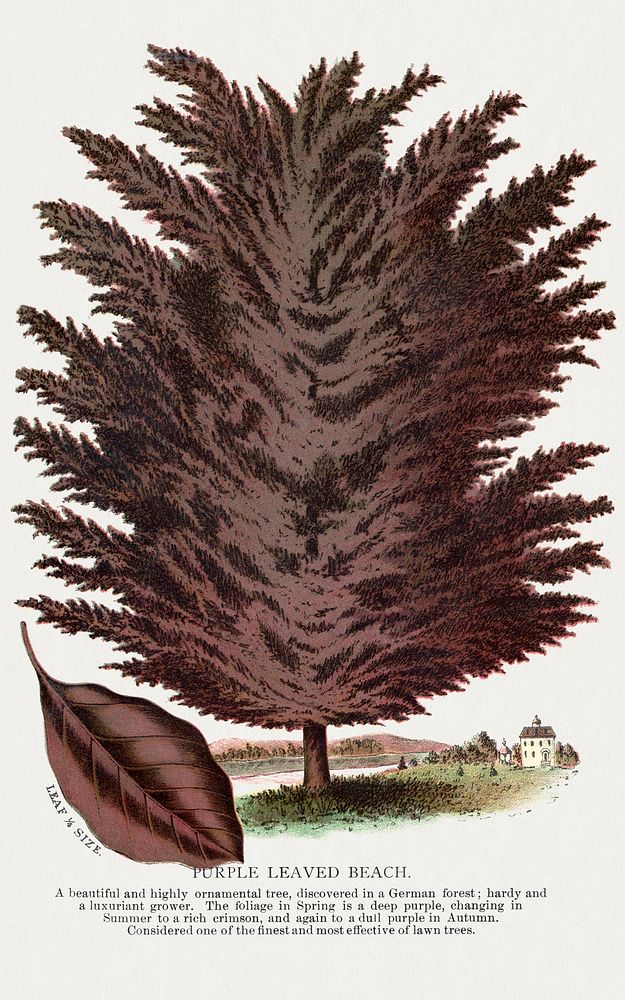 Purple Leaved Beach tree lithograph.  Digitally enhanced from our own original 1900 edition plates of Botanical Specimen…